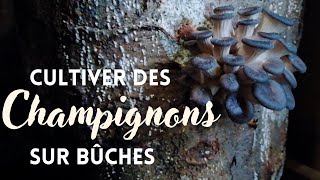 Cultiver des champignons sur bûches  La Mycosphère [upl. by Ayahsal609]