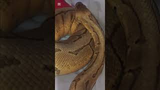 💛✨piedballpython reposted amp edited vidsnake viral shorts foryou reptiles animals fypシ [upl. by Gage628]