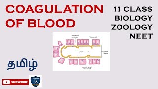 CellMediated Cellular Immunity aka Tcell immunity  Physiology amp Immunology [upl. by Kyre746]