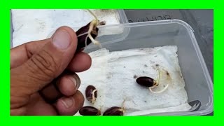 How to Germinate Seeds Fast in Paper Towel [upl. by Levinson]