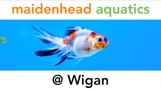 Maidenhead Aquatics  Wigan [upl. by Tibbetts745]