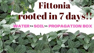 How to propagate Fittonia Nerve Plant  Water vs Soil vs Propagation Box HD 1080p [upl. by Ahc]