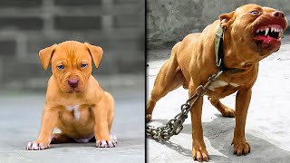 Before amp After Animals Growing Up Incredible Animal Transformations [upl. by Nahsin]