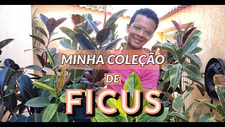 Minha coleção de Ficus 9 tipos diferentes [upl. by Nirak]