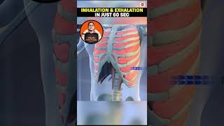 Inhalation and Exhalation🫁 in 60 Sec🔥 Life Processes Class 10 Science Biology BreathingClass10 [upl. by Akenaj]