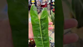 Philodendron finds at the grocery store philodendron philodendronid plantaddict billietiae [upl. by Nosdivad]