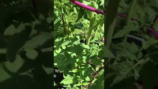 UPDATE BEEFSTEAK TOMATOES [upl. by Akinnor]