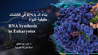 RNA Transcription in Eukaryotes [upl. by Burlie]