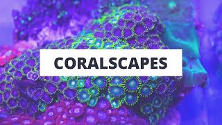 Coralscapes at Elite Reef  yellow polyps zoanthids star polyps goniopora cynarina [upl. by Purdum]