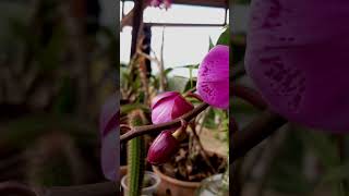 Orchids plants [upl. by Amaty]