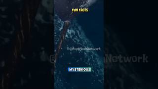 The Unicorns of the Sea 3 Narwhal Facts funfacts shorts fyi fyp education [upl. by Sirromal680]