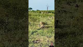 Cheetah VS Cheetah wildlife [upl. by Caldwell]