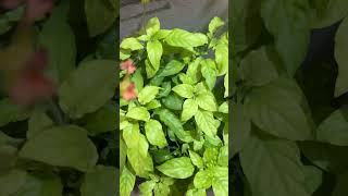 Kankabaram crossandra flowerplanting trees plants nature gardening planting viralvideo [upl. by Stephania]