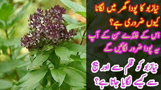 How to grow Basil  Niazbo plant from cutting and seeds  Secret tricks about Niazbo plant [upl. by Airuam]