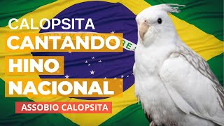 Calopsita Cantando Hino Nacional  ASSOBIO CALOPSITA [upl. by Aihsemaj]