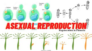 Asexual reproduction in animals  Asexual reproduction in hindi [upl. by Aramot]