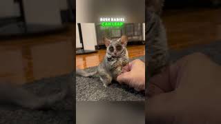 Cute Bush Baby Fluff Ball Bounces And Climbs All Over The House [upl. by Kellina400]