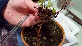 Repotting My Lemon Cypress  Cupressus Macrocarpa [upl. by Notserk]