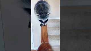 Raccoon Carefully Walks Down Wooden Railing  152331819 [upl. by Gass]