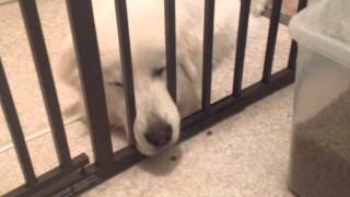 Funny Great Pyrenees [upl. by Irish]