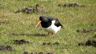 Austernfischer  Haematopus ostralegus  Common Pied Oystercatcher Emden Birding Vogelbeobachtung [upl. by Aicilec]