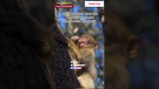 Morocco Travel Guide  BARBARY MACAQUE  MOROCCAN MONKEY  visit Morocco  morocco maroc short [upl. by Glimp77]