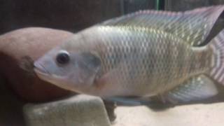 Tilapia Update 6 Months Old [upl. by Bright94]