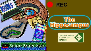 The Hippocampus [upl. by Bobbye]