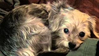 Beautiful Silky TerrierChihuahua Cross dog just being cute [upl. by Odnala]