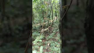 A praying mantis finishing off her ootheca nature angkor angkorjungle mantis [upl. by Layor167]