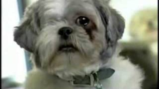 22 sec clip of ASPCA commercialm4v [upl. by Bedad]