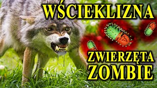 WŚCIEKLIZNA  Człowieka Zamienia w Psa a Zwierzę w Zombie [upl. by Enerual890]