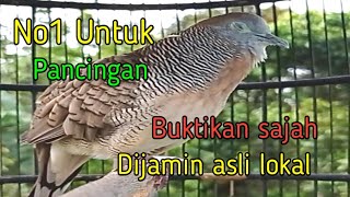 Perkutut lokal suara besar panjang bagus buat pancingan [upl. by Shadow]