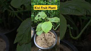 Kivi Fruit Plant For Sell👏9259088209👏Nursery Visit👍shorts kivifruit youtubeshorts nursery [upl. by Farlee]