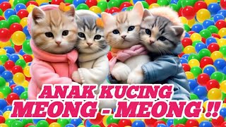 Kucing oyen ngambek lucu 😹 meong meong minta makan ‼️ [upl. by Eardnoed612]