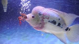 Flowerhorn eating crawfish HD [upl. by Helfant]