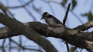 Downy Woodpecker [upl. by Greabe896]