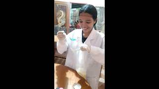 DNA Extraction of banana Ronagen O Carpio BSA2A [upl. by Senhauser]