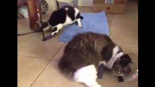 Declawed Cats Coming Off The Effects of SedationDisturbing Video [upl. by Janella545]