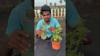 మొక్కకు మద్యం పోయడం what will happened pouring alcohol to the plant youtubeshorts [upl. by Abby]