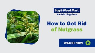 How to get rid of nutgrass [upl. by Gianni]