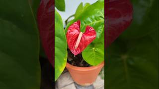 Laceleaf anthurium [upl. by Ariad]