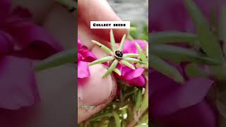 Apne try Kiya kya  mossrose cross pollinationyoutubeshorts trending flowers [upl. by Kaliski]