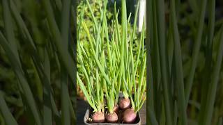 Learn to Grow Onions Like a PRO in No Time with These 3 Easy Steps [upl. by Druce]