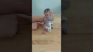 Look Sweetest Mom Teach Newborn Monkey Sit Like Human Drink Milk animals cute [upl. by Isdnyl]