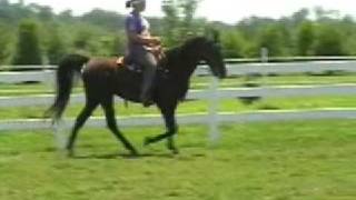 GRACIE Tennessee Walking Horse mare 3 gaited champion [upl. by Neelloj]