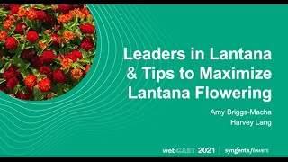 Leaders in Lantana amp Tips to Maximize Lantana Flowering [upl. by Enilreug]