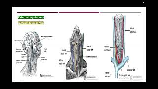 head and neck venography anatomy [upl. by Giorgi]