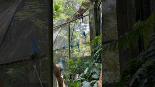 BLUE MACAWS 🦜😍 macaw macawparrot macawbird macau macaulife macaulifestyle macaustreet 😍❤️ [upl. by Alrac929]