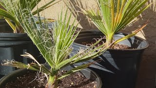 Washingtonia Filifera Update California fan palm End of 2023 update [upl. by Esserac]